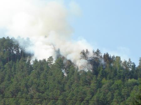 la foret brule